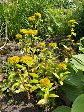 yellow Blooming sedum aizoon in a rocky garden. Phedimus ellacombianus, Aizoon Stonecrop. Flower background