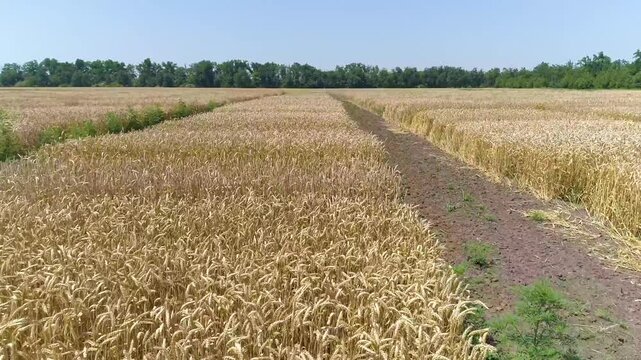 Aerial drone footage flying along a dirt road between wheat test plots, divided agricultural field with visible crop rows