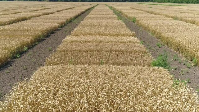 Aerial drone footage flying forward over wheat test plots, agricultural field with divided crop rows and small experimental sections
