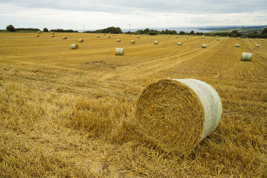 Round hay bales on a field. Midsummer collection of dry hay.