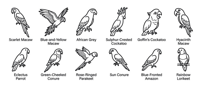 Parrot species illustrations featuring a diverse collection of line art drawings depicting various types of colorful birds including macaws, cockatoos, and parakeets.