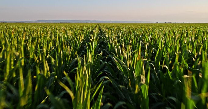 Walking through a green cornfield at sunset