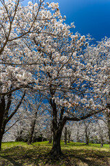 Fototapeta premium Full bloom cherry blossom trees on a grassy hill in a public park during spring