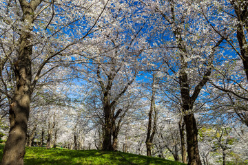 Fototapeta premium Looking up at white cherry blossoms against a blue sky in a Japanese park