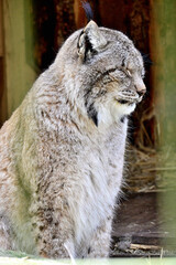 Obraz premium Canada lynx portrait with thick winter fur sitting in a natural forest habitat Wildlife Animals in Zoo enjyoing sunbath relaxation peaceful close up portraits soft background bokeh