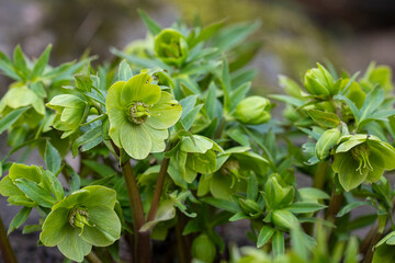 Close-up of vibrant green hellebore blossoms and buds. Green hellebore (Helleborus viridis) flowers blooming in early spring garden with fresh foliage and soft natural light.  © Kaja