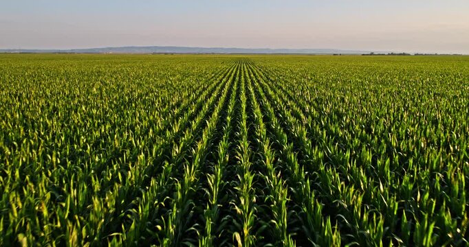 Aerial view of green cornfield plantation