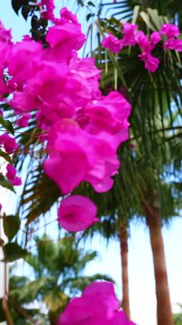 Magenta bougainvillea bracts sway in Egypt as the camera tracks upward, palm trees and clear sky sit soft in bokeh, bright daylight, vertical macro view.