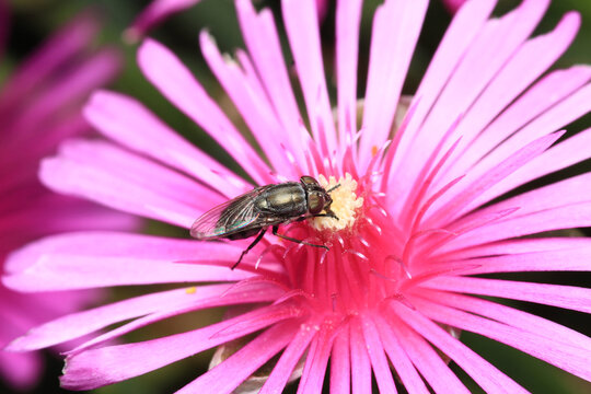 tabanus fly insect macro photo
