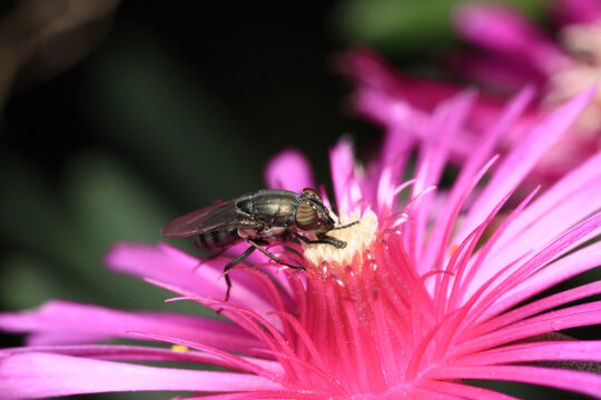 tabanus fly insect macro photo