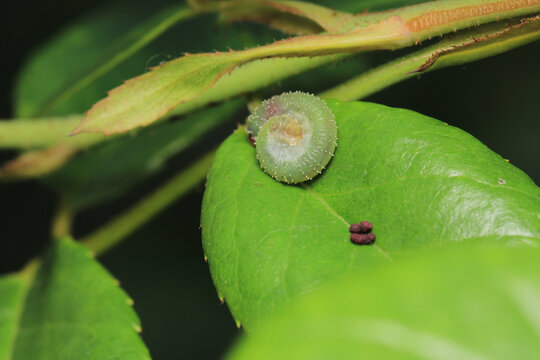 bruco mangia rose caterpillar macro photo	