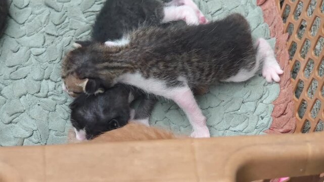 Newborn kittens in a basket.