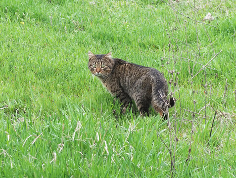 European wildcat in natural habitat hiding in grass and thistles, Felis silvestris