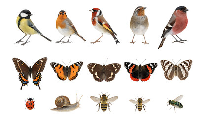 Fototapeta premium Watercolor Garden Wildlife Set - Birds, Butterflies, and Insects Isolated on White