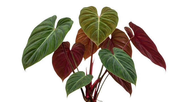 Philodendron El Choco Red tropical houseplant, velvet heart shaped leaves with burgundy undersides, exotic rare indoor plant for home decor isolated PNG with Transparent Background