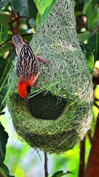 Baya Weaver Building Nest