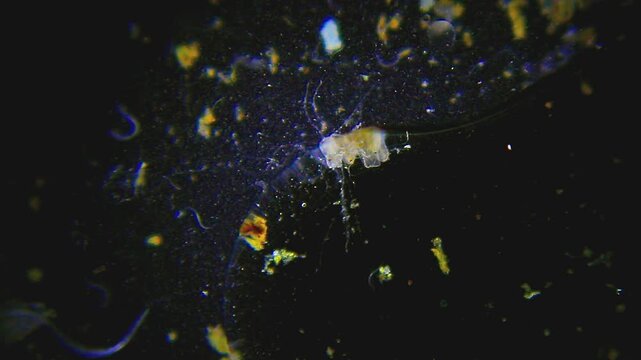 Nematodes moving along boundary of oil and detritus under 40x darkfield microscopy. 4K scientific microscopy footage.