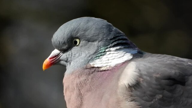 A common wood pigeon (Columba palumbus), which is the largest and most common pigeon species in the UK.&nbsp;