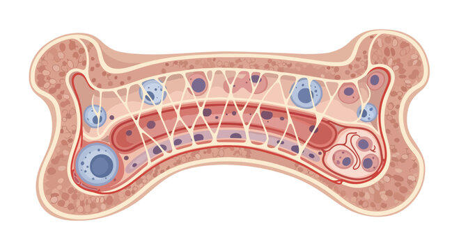 Detailed cross-section illustration of human bone marrow showing hematopoietic stem cells and blood vessels