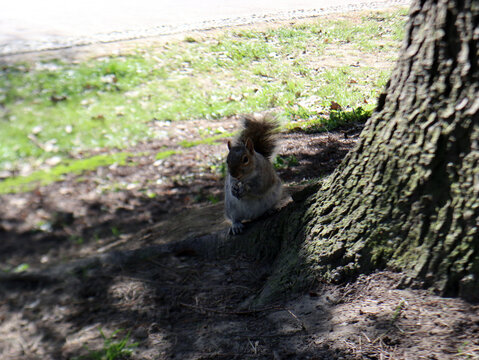 Scoiattolo comune nel parco del Valentino, Torino