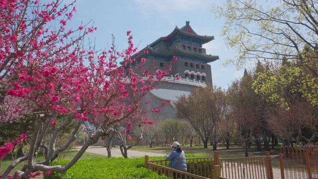 Spring Blossoms in Bloom at the Ancient Zhengyangmen Arrow Tower, Beijing Central Axis