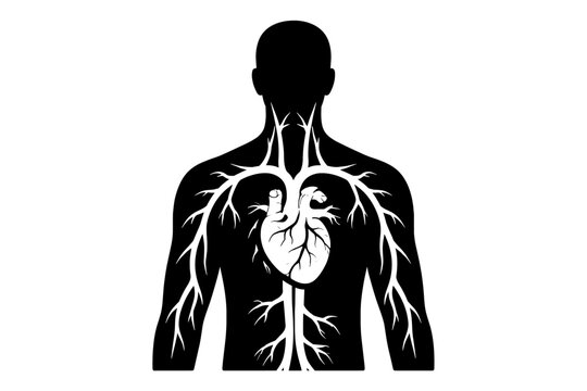 Silhouette of human circulatory system with heart and veins