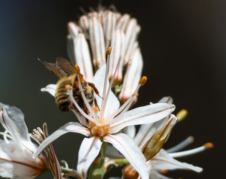 Macro shot of a wild bee foraging on white Asphodel (Asphodelus) flowers, collecting pollen and nectar.