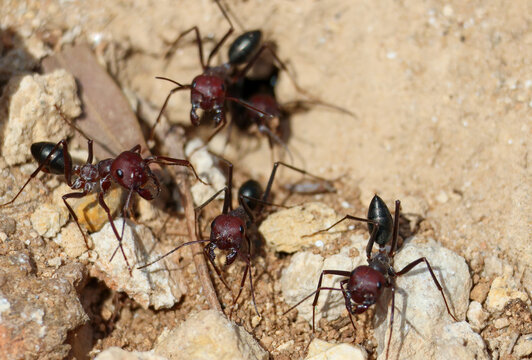 A group of Cataglyphis nodus worker ants active on dry, stony ground near their nest.