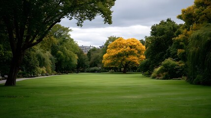Fototapeta premium A vibrant yellow tree stands tall in a serene park on an autumn day surrounded by lush green grass and distant architecture under a cloudy sky
