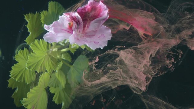 Pink geranium underwater with ink trail, green leaves drifting against black background, crimson dye curling like silk, slowmotion botanical study,