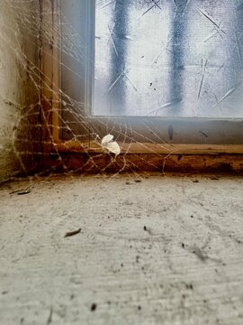 Dusty windowsill with cobweb and trapped moth.