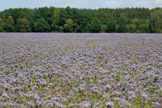 Purple phacelia flowers on the plantation