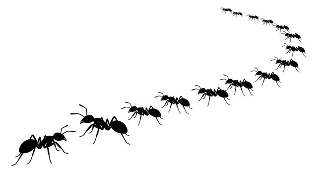 Ants marching in a line, silhouette, teamwork concept