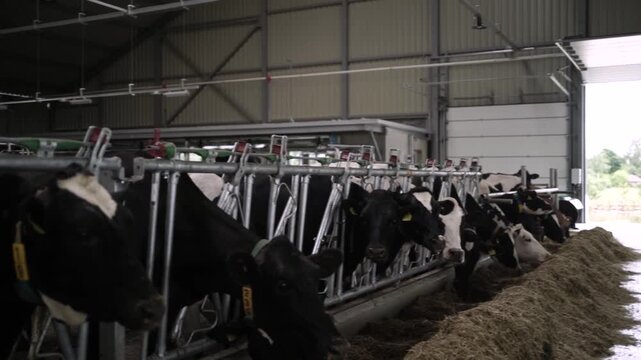 Dairy Cows Feeding in Modern Barn Interior