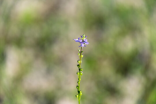 春の野原に咲くマツバウンランのクローズアップ。紫色の小さな花と緑の背景が美しい自然の風景。コピースペースのある縦位置の構文。