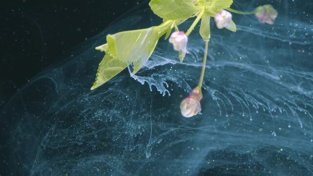 Delicate tendrils and tiny blossoms swirling in blue liquid with gossamer filaments like tiny jellyfish choreography for artistic nature sequences