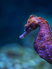 Red seahorse under the water surface. © lapis2380