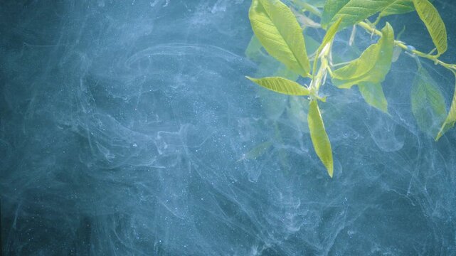 Gentle vine drifting in flow. Serene aerial view of entwined tendrils. Calm botanical scene showing delicate tendrils and buds swirling