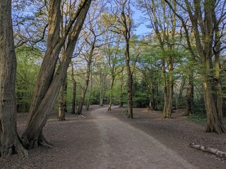 Fototapeta premium A scenic forest path winding through tall trees, showcasing the beauty of nature and the serenity of outdoor exploration.