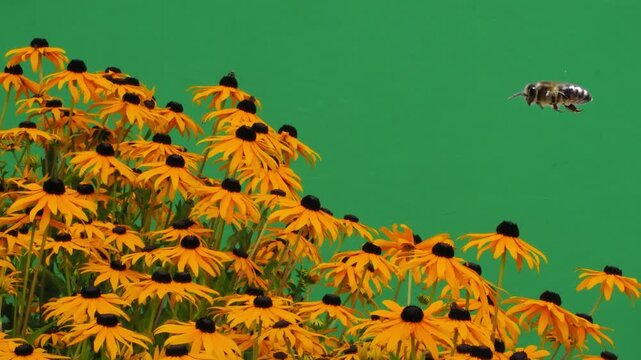 Honey bee flies to yellow rudbeckia flowers on green background.