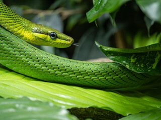Fototapeta premium Rhinoceros ratsnake among green leaves.