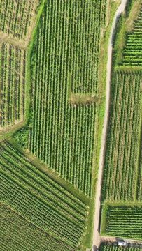 Drone shot of lush green vineyard rows and a country path in Alsace, France, captured during summer. The geometric patterns of the vines create a striking agricultural landscape.