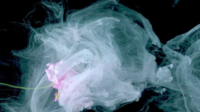 Pink peony submerged in teal smoke, floating against black background, slow motion diffusion creating painterly wisps, cinematic closeup with soft