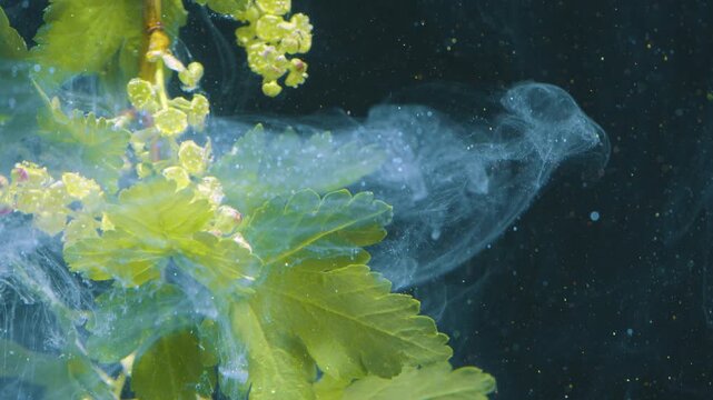 Yellow bud underwater slow motion cluster study, fragile petals surrounded by ink cloud, scientific aesthetic, closeup botanical detail