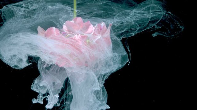 Pink bloom submerged in milk cloud, opaque white plume enveloping petals, cloud like suspension with pastel tones, slowmotion floral ballet captured