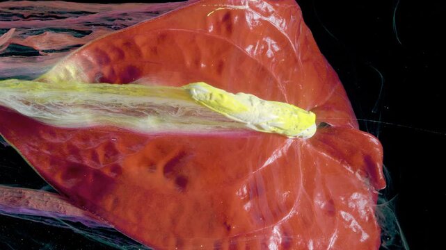 Closeup red anthurium spadix detail, macro study of petal veins and glossy surface, slow diffusion of ink in studio tank, curator analysis