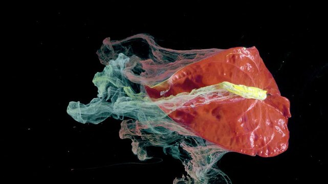 Red anthurium in teal ink smoke, drifting through black studio tank, slowmotion botanist study of delicate petal textures, suspended liquid ribbons,