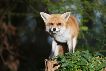 Fototapeta premium Portrait of a cute red fox standing on a tree stump in a forest