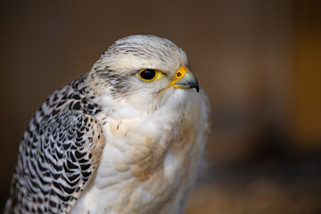 Fototapeta premium Portrait of a Gyrfalcon x Saker Falcon.