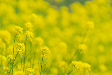 Obraz premium Field of Yellow Canola Flowers Covering the Landscape with Ample Copy Space in Spring, Japan